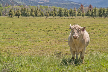 White Bull Looking at You