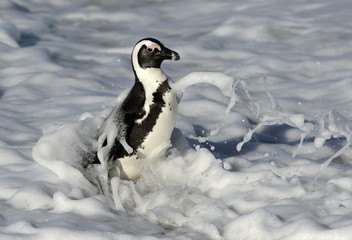 Fototapeta premium African penguins walk out of the ocean on the sandy beach. African penguin ( Spheniscus demersus) also known as the jackass penguin and black-footed penguin. Boulders colony. Cape Town. South Africa