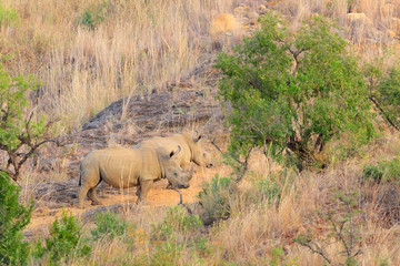 White rhino © S.Periquet-Pearce