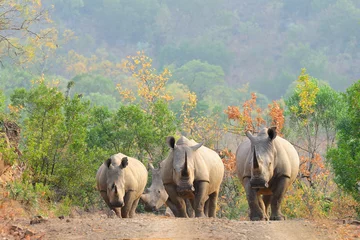 Papier peint photo autocollant rond Rhinocéros White rhinos on the road