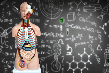Human anatomy mannequin on the background of chemical formulas