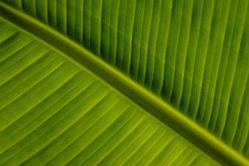 Banana leaves.