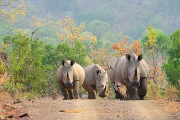 Papier Peint photo Lavable Rhinocéros White rhinos on the road