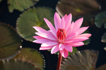 Pink lotus flot on the river gardent.
