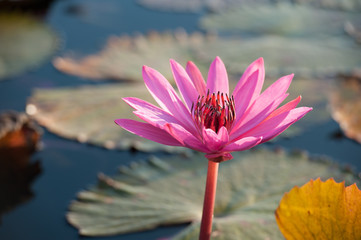 Pink lotus.