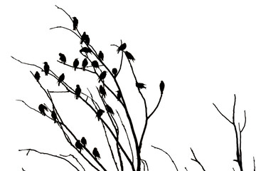 Птицы на дереве на белом фоне