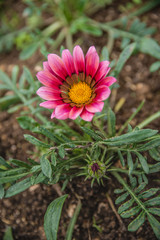 Flowers in the design of natural dark tones.