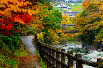かずら橋の紅葉