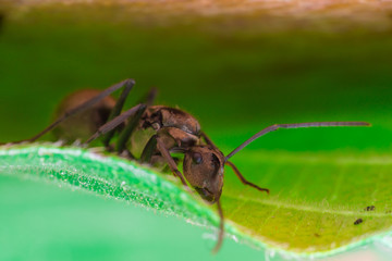 Male Worker Golden Weaver Ant (Polyrhachis dives) with three Ocelli, the simple eyes on its head, crawling on a leaf
