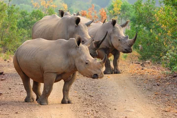 Papier Peint photo Lavable Rhinocéros White rhinos on the road