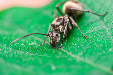 Male Worker Golden Weaver Ant (Polyrhachis dives) with three Ocelli, the simple eyes on its head, crawling on a leaf