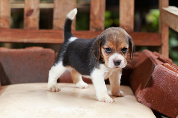 Beagle puppy sit and play on wood chair