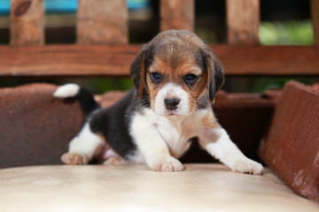 Beagle puppy sit and play on wood chair