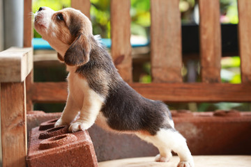 Beagle puppy sit and play on wood chair