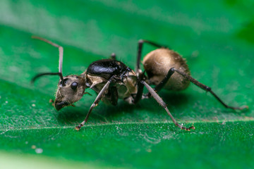 Male Worker Golden Weaver Ant (Polyrhachis dives) with three Ocelli, the simple eyes on its head, crawling on a leaf