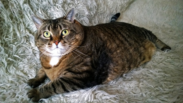 A fat lazy cat lying and looking at the camera