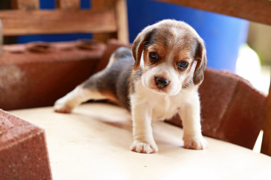 Beagle puppy sit and play on wood chair