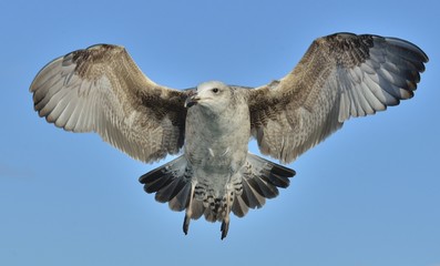 Juvenile Kelp gull (Larus dominicanus) flying above the ocean background. Also known as the Dominican gull and Black Backed Kelp. Natural blue sky background. 