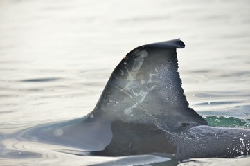 Fototapeta premium Shark fin above water. closeup Fin of a Great White Shark (Carcharodon carcharias) in ocean water.