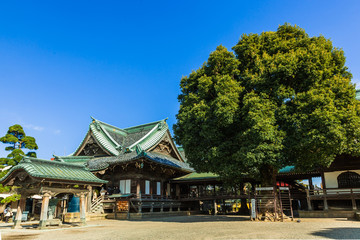 A historical temple called Taishakuten, with pine trees under the clear blue sky. In Shibamata which is a nostalgic old style downtown in Tokyo.