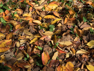 紅葉した葉が降り積もった地面