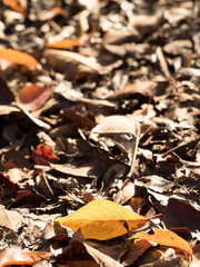 紅葉した葉が降り積もった地面