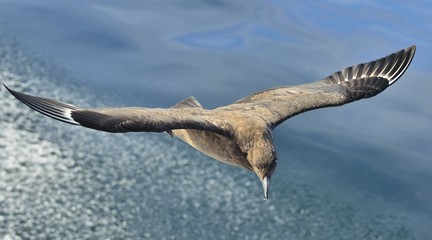 Great Skua ( Catharacta skua ) in flight on blue ocean water bac