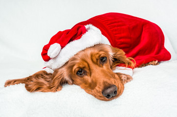 Cute dog with red christmas Santa hat isolated on white