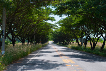 Road in a green forest and tree tunnel