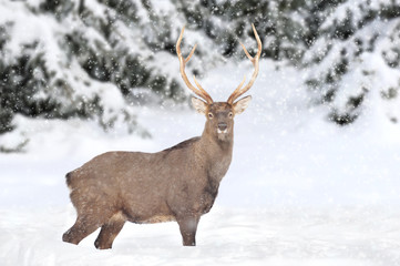 Deer in winter forest