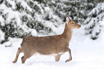 Deer in winter forest