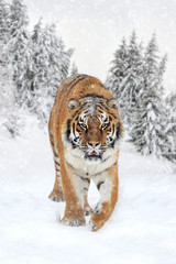 Naklejka premium Wild siberian tiger