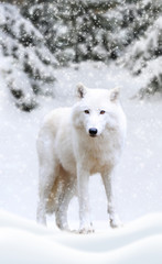 Arctic wolf winter in nature