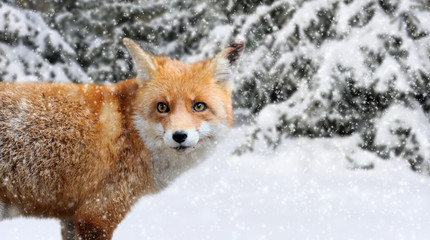 Fox portrait in nature