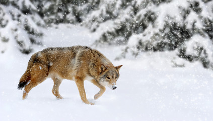 Fototapeta na wymiar Wolf winter in nature