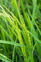 Fototapeta na wymiar green paddy rice