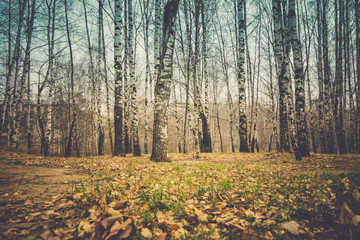 Birch Trees in Autumn Park Retro