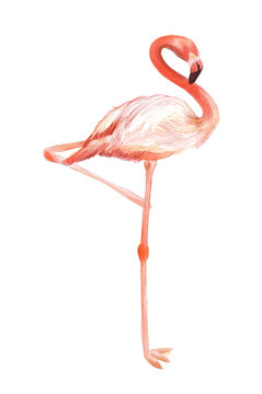 hand drawn hot pink and orange flamingo standing on one leg