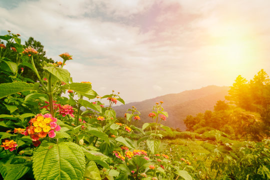 landscape with sunlight