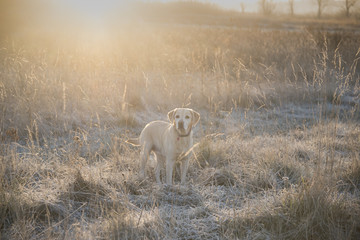 Obraz na płótnie Canvas dog in the snow and frost