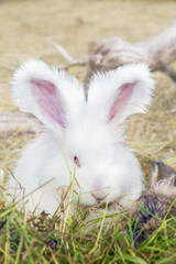 Angora rabbits eating a grass