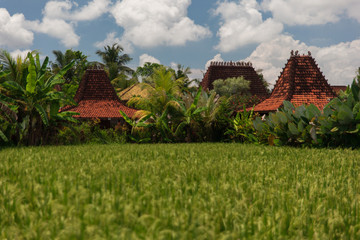 Ubud, Bali, Indonesia - November, 27, 2016: Colorful day landscape of green rice field and traditional balinese houses with red tile roof.