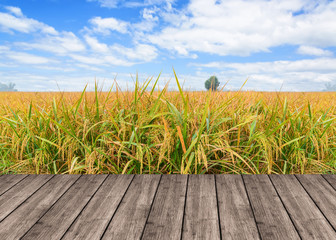 Wooden table or terrace on rice field and blue sky and empty dis
