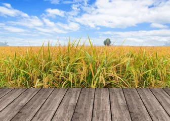Fotobehang Houten tafel of terras op rijstveld en blauwe lucht en lege dis © pookpiik