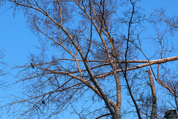 winter broken branch tree sky