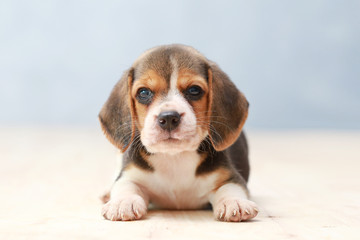 small cute beagle puppy dog looking up