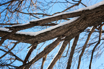 birch bare winter bird