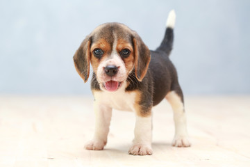 small cute beagle puppy dog looking up