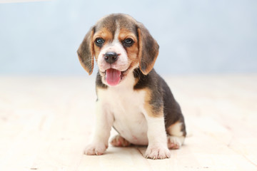 small cute beagle puppy dog looking up