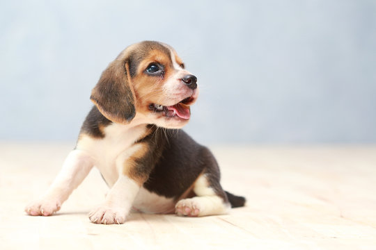 small cute beagle puppy dog looking up